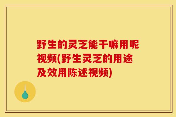 野生的灵芝能干嘛用呢视频(野生灵芝的用途及效用陈述视频)