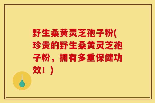 野生桑黄灵芝孢子粉(珍贵的野生桑黄灵芝孢子粉,拥有多重保健功效!) 野生桑黄灵芝孢子粉(珍贵的野生桑黄灵芝孢子粉,拥有多重保健功效!)