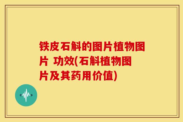 铁皮石斛的图片植物图片 功效(石斛植物图片及其药用价值) 铁皮石斛的图片植物图片 功效(石斛植物图片及其药用价值)