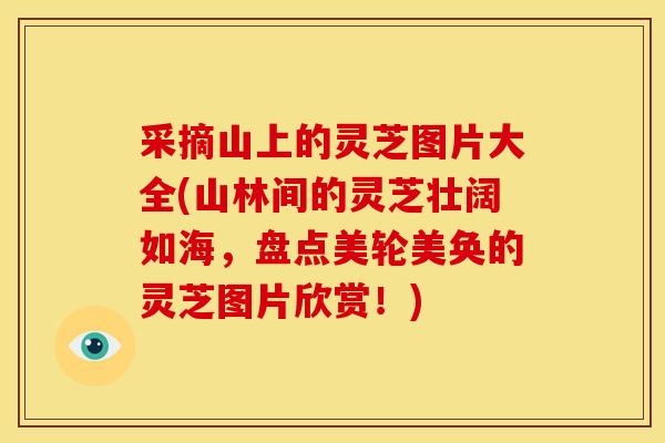 采摘山上的灵芝图片大全(山林间的灵芝壮阔如海，盘点美轮美奂的灵芝图片欣赏！)