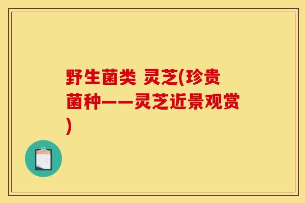 野生菌类 灵芝(珍贵菌种——灵芝近景观赏)