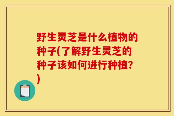 野生灵芝是什么植物的种子(了解野生灵芝的种子该如何进行种植?) 野生灵芝是什么植物的种子(了解野生灵芝的种子该如何进行种植?)