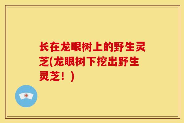 长在龙眼树上的野生灵芝(龙眼树下挖出野生灵芝!) 长在龙眼树上的野生灵芝(龙眼树下挖出野生灵芝!)