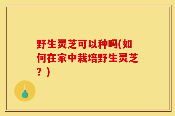 野生灵芝可以种吗(如何在家中栽培野生灵芝?) 野生灵芝可以种吗(如何在家中栽培野生灵芝?)