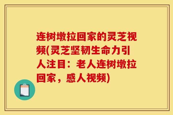 连树墩拉回家的灵芝视频(灵芝坚韧生命力引人注目:老人连树墩拉回家,感人视频) 连树墩拉回家的灵芝视频(灵芝坚韧生命力引人注目:老人连树墩拉回家,感人视频)