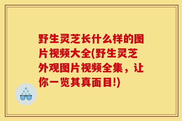 野生灵芝长什么样的图片视频大全(野生灵芝外观图片视频全集,让你一览其真面目!) 野生灵芝长什么样的图片视频大全(野生灵芝外观图片视频全集,让你一览其真面目!)