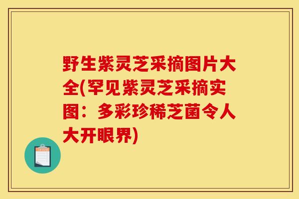 野生紫灵芝采摘图片大全(罕见紫灵芝采摘实图:多彩珍稀芝菌令人大开眼界) 野生紫灵芝采摘图片大全(罕见紫灵芝采摘实图:多彩珍稀芝菌令人大开眼界)