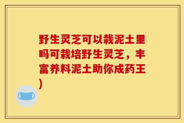 野生灵芝可以栽泥土里吗可栽培野生灵芝,丰富养料泥土助你成药王) 野生灵芝可以栽泥土里吗可栽培野生灵芝,丰富养料泥土助你成药王)