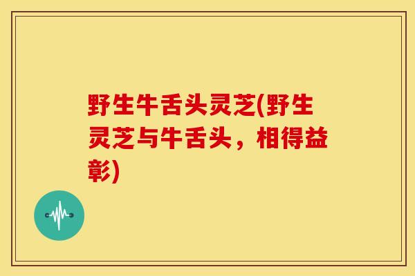 野生牛舌头灵芝(野生灵芝与牛舌头,相得益彰) 野生牛舌头灵芝(野生灵芝与牛舌头,相得益彰)