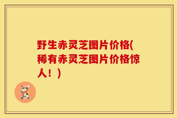 野生赤灵芝图片价格(稀有赤灵芝图片价格惊人!) 野生赤灵芝图片价格(稀有赤灵芝图片价格惊人!)