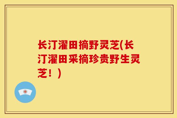 长汀濯田摘野灵芝(长汀濯田采摘珍贵野生灵芝!) 长汀濯田摘野灵芝(长汀濯田采摘珍贵野生灵芝!)