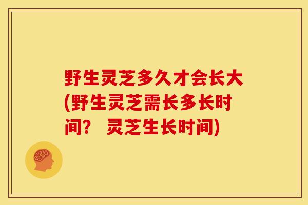 野生灵芝多久才会长大(野生灵芝需长多长时间? 灵芝生长时间) 野生灵芝多久才会长大(野生灵芝需长多长时间? 灵芝生长时间)