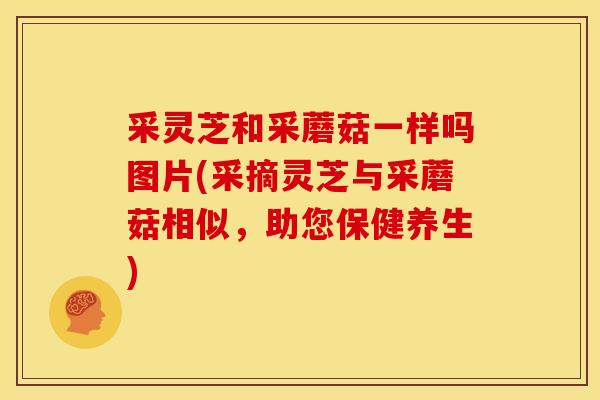 采灵芝和采蘑菇一样吗图片(采摘灵芝与采蘑菇相似，助您保健养生)