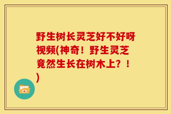 野生树长灵芝好不好呀视频(神奇!野生灵芝竟然生长在树木上?!) 野生树长灵芝好不好呀视频(神奇!野生灵芝竟然生长在树木上?!)
