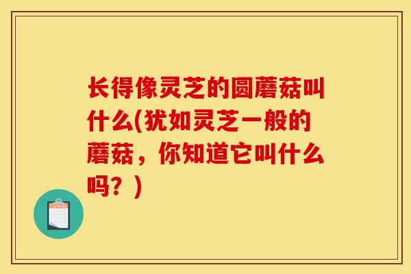 长得像灵芝的圆蘑菇叫什么(犹如灵芝一般的蘑菇，你知道它叫什么吗？)