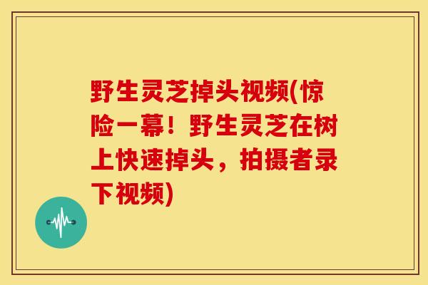 野生灵芝掉头视频(惊险一幕!野生灵芝在树上快速掉头,拍摄者录下视频) 野生灵芝掉头视频(惊险一幕!野生灵芝在树上快速掉头,拍摄者录下视频)
