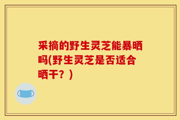 采摘的野生灵芝能暴晒吗(野生灵芝是否适合晒干?) 采摘的野生灵芝能暴晒吗(野生灵芝是否适合晒干?)