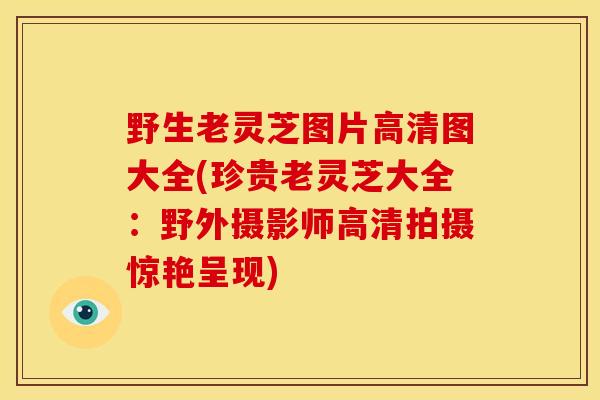 野生老灵芝图片高清图大全(珍贵老灵芝大全:野外摄影师高清拍摄惊艳呈现) 野生老灵芝图片高清图大全(珍贵老灵芝大全:野外摄影师高清拍摄惊艳呈现)