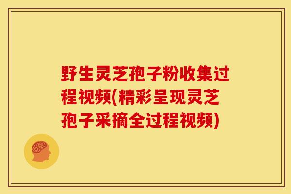 野生灵芝孢子粉收集过程视频(精彩呈现灵芝孢子采摘全过程视频) 野生灵芝孢子粉收集过程视频(精彩呈现灵芝孢子采摘全过程视频)