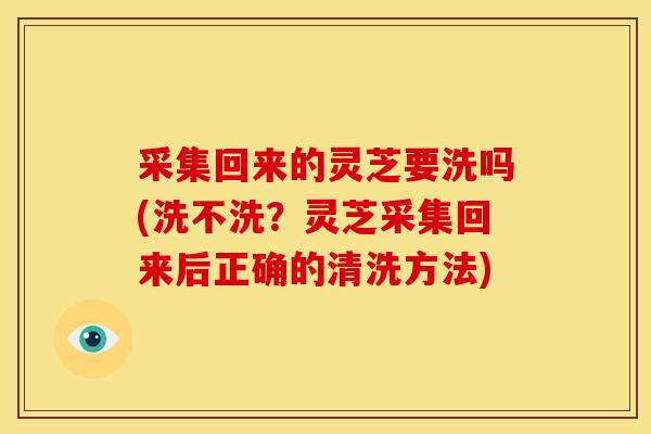采集回来的灵芝要洗吗(洗不洗?灵芝采集回来后正确的清洗方法) 采集回来的灵芝要洗吗(洗不洗?灵芝采集回来后正确的清洗方法)