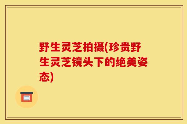 野生灵芝拍摄(珍贵野生灵芝镜头下的绝美姿态) 野生灵芝拍摄(珍贵野生灵芝镜头下的绝美姿态)