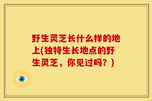 野生灵芝长什么样的地上(独特生长地点的野生灵芝,你见过吗?) 野生灵芝长什么样的地上(独特生长地点的野生灵芝,你见过吗?)