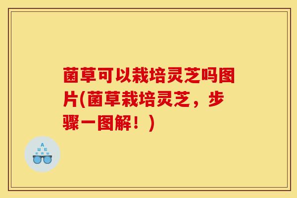 菌草可以栽培灵芝吗图片(菌草栽培灵芝,步骤一图解!) 菌草可以栽培灵芝吗图片(菌草栽培灵芝,步骤一图解!)