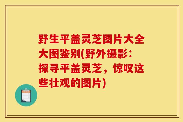 野生平盖灵芝图片大全大图鉴别(野外摄影:探寻平盖灵芝,惊叹这些壮观的图片) 野生平盖灵芝图片大全大图鉴别(野外摄影:探寻平盖灵芝,惊叹这些壮观的图片)