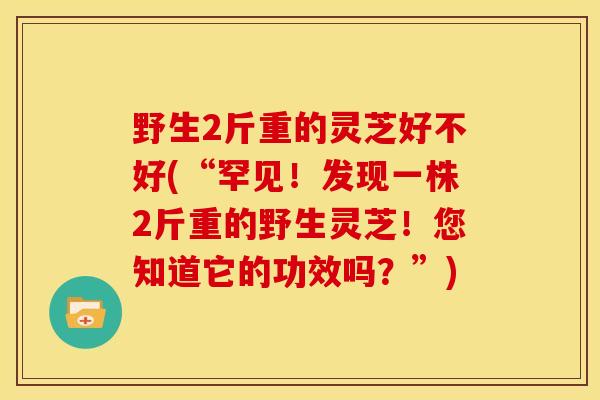 野生2斤重的灵芝好不好(“罕见!发现一株2斤重的野生灵芝!您知道它的功效吗?”) 野生2斤重的灵芝好不好(“罕见!发现一株2斤重的野生灵芝!您知道它的功效吗?”)