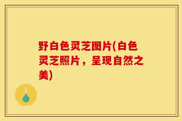 野白色灵芝图片(白色灵芝照片,呈现自然之美) 野白色灵芝图片(白色灵芝照片,呈现自然之美)