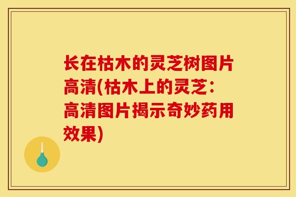 长在枯木的灵芝树图片高清(枯木上的灵芝:高清图片揭示奇妙药用效果) 长在枯木的灵芝树图片高清(枯木上的灵芝:高清图片揭示奇妙药用效果)