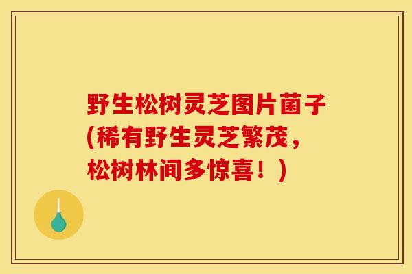 野生松树灵芝图片菌子(稀有野生灵芝繁茂,松树林间多惊喜!) 野生松树灵芝图片菌子(稀有野生灵芝繁茂,松树林间多惊喜!)