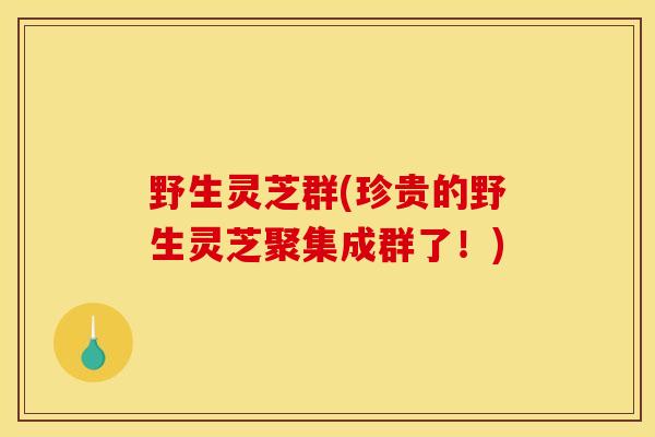 野生灵芝群(珍贵的野生灵芝聚集成群了!) 野生灵芝群(珍贵的野生灵芝聚集成群了!)