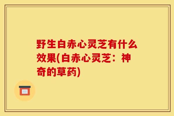 野生白赤心灵芝有什么效果(白赤心灵芝:神奇的草药) 野生白赤心灵芝有什么效果(白赤心灵芝:神奇的草药)