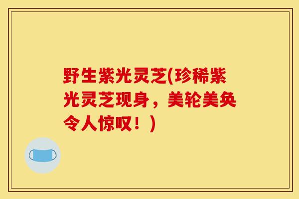 野生紫光灵芝(珍稀紫光灵芝现身，美轮美奂令人惊叹！)