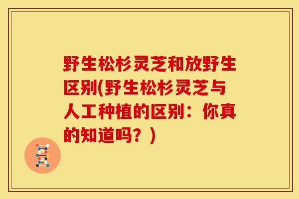 野生松杉灵芝和放野生区别(野生松杉灵芝与人工种植的区别:你真的知道吗?) 野生松杉灵芝和放野生区别(野生松杉灵芝与人工种植的区别:你真的知道吗?)