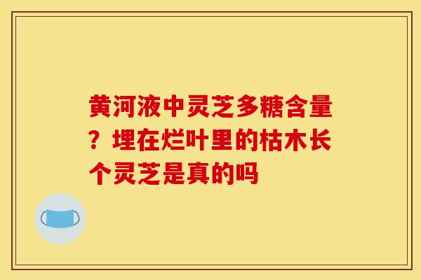 黄河液中灵芝多糖含量?埋在烂叶里的枯木长个灵芝是真的吗 黄河液中灵芝多糖含量?埋在烂叶里的枯木长个灵芝是真的吗