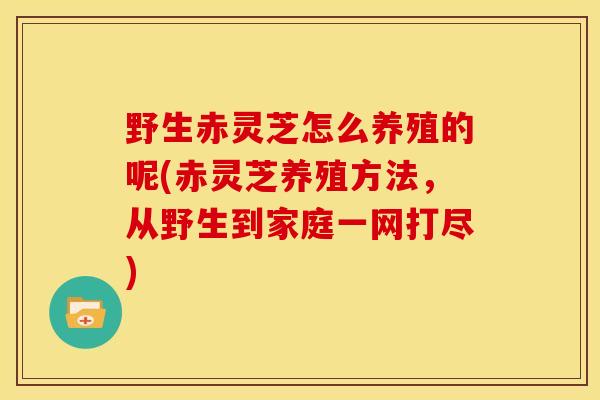 野生赤灵芝怎么养殖的呢(赤灵芝养殖方法,从野生到家庭一网打尽) 野生赤灵芝怎么养殖的呢(赤灵芝养殖方法,从野生到家庭一网打尽)