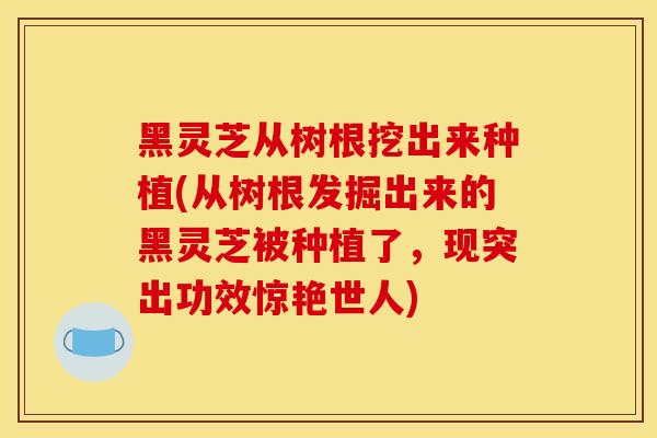 黑灵芝从树根挖出来种植(从树根发掘出来的黑灵芝被种植了,现突出功效惊艳世人) 黑灵芝从树根挖出来种植(从树根发掘出来的黑灵芝被种植了,现突出功效惊艳世人)