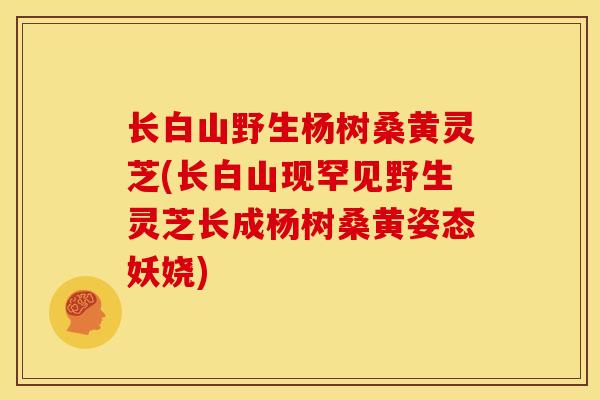 长白山野生杨树桑黄灵芝(长白山现罕见野生灵芝长成杨树桑黄姿态妖娆) 长白山野生杨树桑黄灵芝(长白山现罕见野生灵芝长成杨树桑黄姿态妖娆)