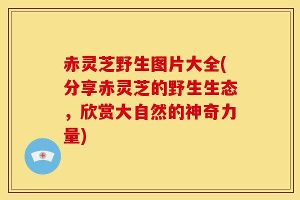 赤灵芝野生图片大全(分享赤灵芝的野生生态，欣赏大自然的神奇力量)