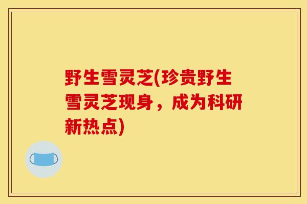 野生雪灵芝(珍贵野生雪灵芝现身,成为科研新热点) 野生雪灵芝(珍贵野生雪灵芝现身,成为科研新热点)