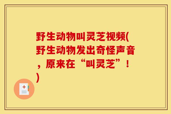 野生动物叫灵芝视频(野生动物发出奇怪声音,原来在“叫灵芝”!) 野生动物叫灵芝视频(野生动物发出奇怪声音,原来在“叫灵芝”!)