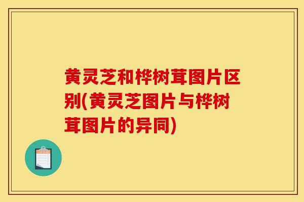 黄灵芝和桦树茸图片区别(黄灵芝图片与桦树茸图片的异同) 黄灵芝和桦树茸图片区别(黄灵芝图片与桦树茸图片的异同)