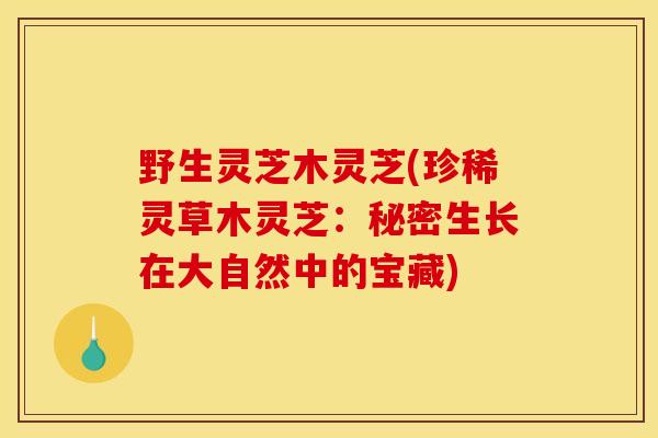 野生灵芝木灵芝(珍稀灵草木灵芝:秘密生长在大自然中的宝藏) 野生灵芝木灵芝(珍稀灵草木灵芝:秘密生长在大自然中的宝藏)