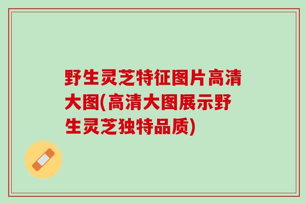 野生灵芝特征图片高清大图(高清大图展示野生灵芝独特品质) 野生灵芝特征图片高清大图(高清大图展示野生灵芝独特品质)