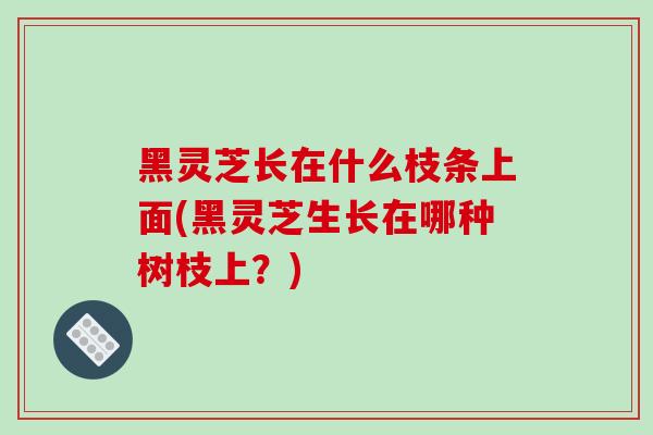 黑灵芝长在什么枝条上面(黑灵芝生长在哪种树枝上?) 黑灵芝长在什么枝条上面(黑灵芝生长在哪种树枝上?)