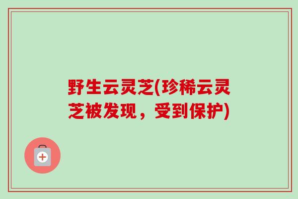 野生云灵芝(珍稀云灵芝被发现,受到保护) 野生云灵芝(珍稀云灵芝被发现,受到保护)