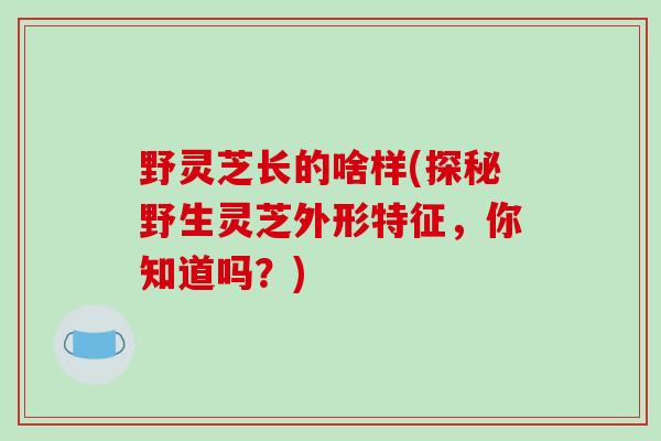 野灵芝长的啥样(探秘野生灵芝外形特征,你知道吗?) 野灵芝长的啥样(探秘野生灵芝外形特征,你知道吗?)