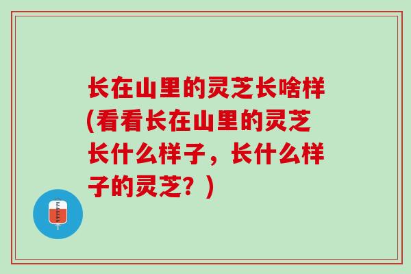 长在山里的灵芝长啥样(看看长在山里的灵芝长什么样子,长什么样子的灵芝?) 长在山里的灵芝长啥样(看看长在山里的灵芝长什么样子,长什么样子的灵芝?)